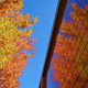Illustration for article titled Shooting Challenge Fall Leaves Gallery 6